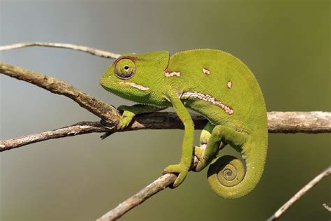 11 Types Of Chameleons That Make The Best Pets