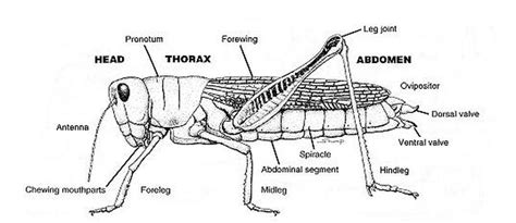 Anatomy of a Cricket - Cri-Kee the Cricket