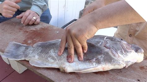 How to Fillet a Tautog - Simple and Boneless Tautog Fish Cleaning - YouTube