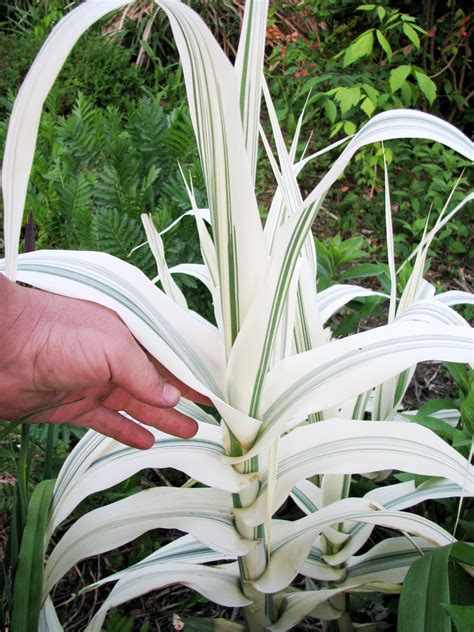 Arundo donax variegata – Brian's Botanicals