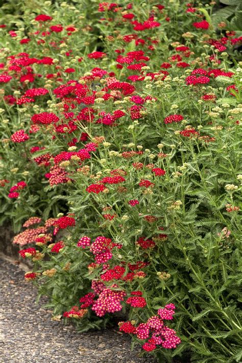 Red Velvet Yarrow, Achillea millefolium 'Red Velvet', Monrovia Plant