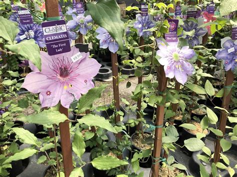 How to grow clematis 🌸💡 Embark on the journey to vibrant climbers!