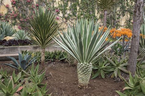 botanical garden Funchal — Stock Photo © compuinfoto #104691330