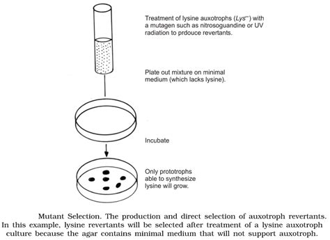 Auxotrophs: Classification, Mutant Detection and Mutant Selection ...