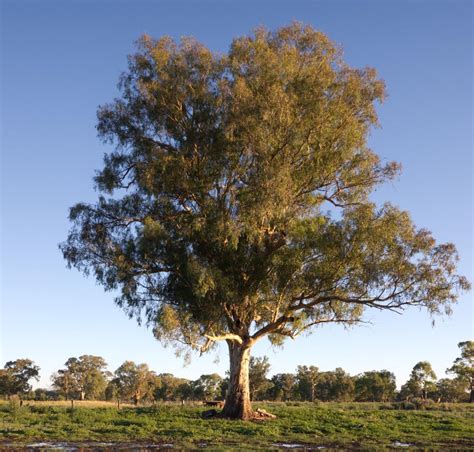 How Much Do You Know About the Eucalyptus Tree? Check These Facts