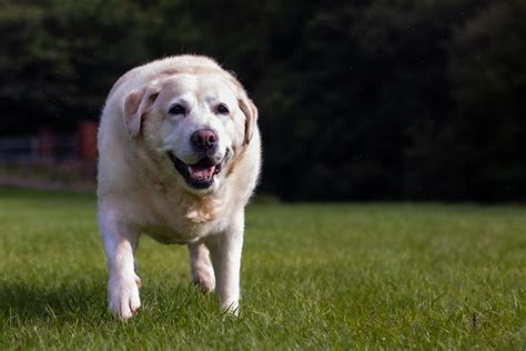 A Pet Owner’s Guide to Pet Obesity Prevention - Neighborhood Veterinary ...