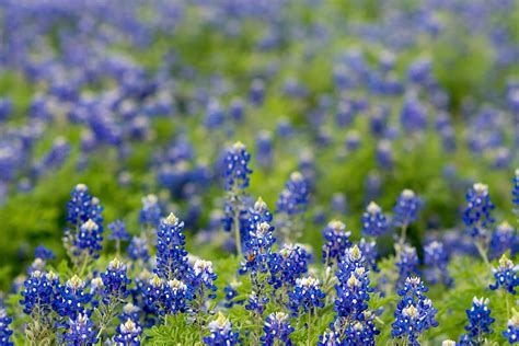 Bluebonnet 1080P, 2K, 4K, 5K HD wallpapers free download | Wallpaper Flare