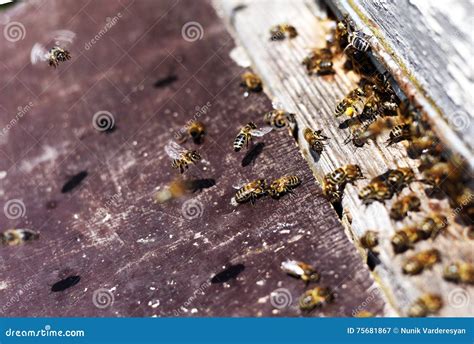 Honey Bee Swarm . stock image. Image of beefarm, beehive - 75681867