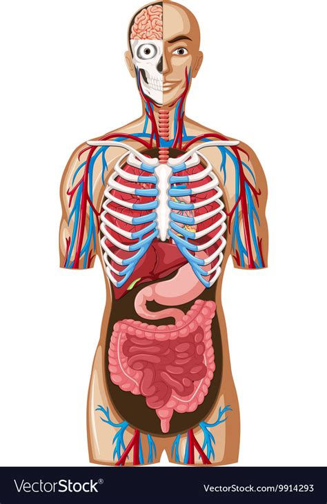 Human anatomy with different systems Royalty Free Vector