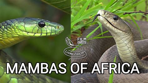 Black mamba and green mambas - the most feared venomous snakes of ...