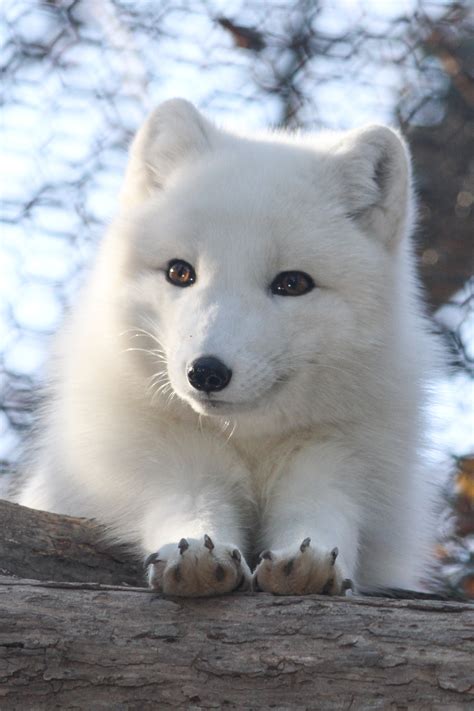 Fox Cute Pup An arctic fox pup with an