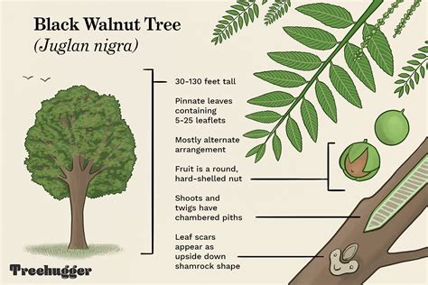 How to Identify the Common Black Walnut Tree