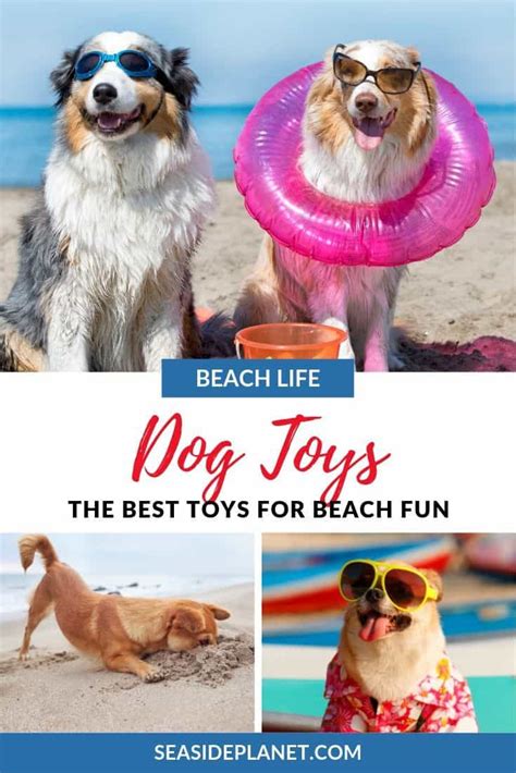 Best Dog Toys for The Beach of 2021 - Seaside Planet