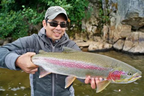 Rainbow Trout – Troutster.com – Fly Fishing Tips and Tactics