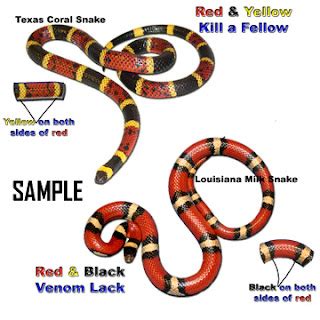 Animals Unique: Coral Small Poisonous Snake