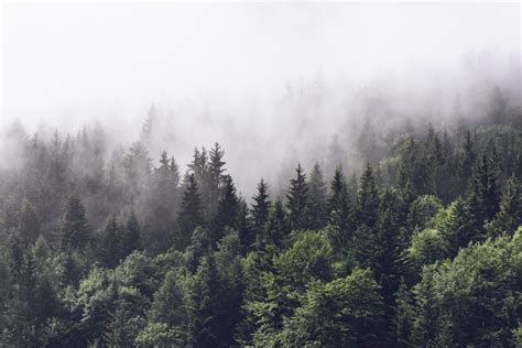 Misty Fir Forest - Wallpaper | Rebel Walls