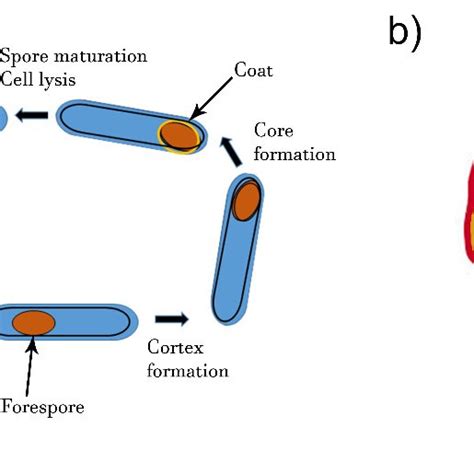 (PDF) Food Sensing: Detection of Bacillus cereus Spores in Dairy Products