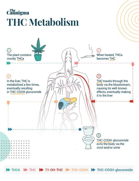 11-Hydroxy-THC: Why Cannabis Edibles Are So Strong | The Cannigma