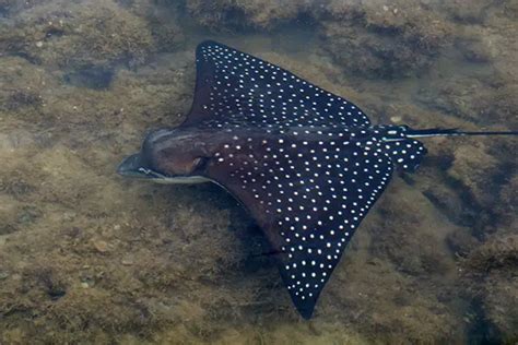 Spotted Eagle Ray Facts | Anatomy, Diet, Habitat, Behavior - Animals Time