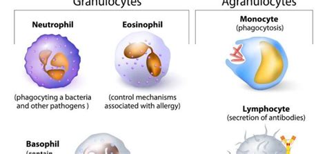 Leukocytes Vs Lymphocytes - Types And Function Of White Blood Cells ...