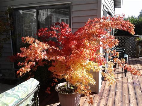 My parents Japanese Maple in fall colors : gardening