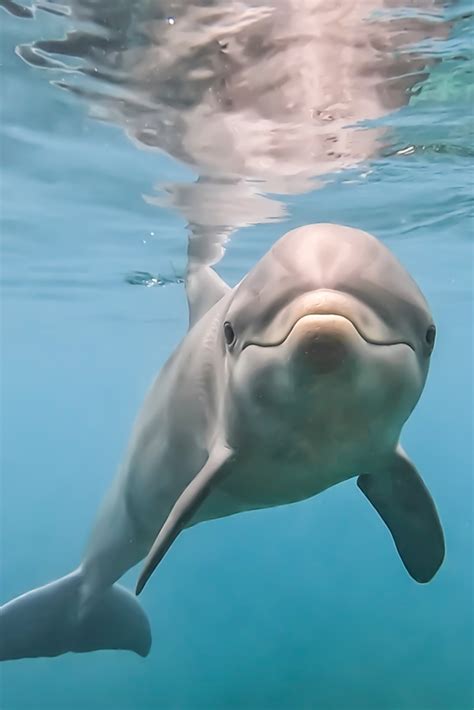 Symphony of the Seas: The Enchanting World of Dolphins - Breaking News ...