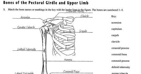 Senior Class AP Help Guides: Physiology -Worksheet- Bones of the ...