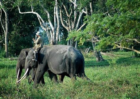 “Way Kambas“ which covers 130.000 hectares areas. In nature reserve ...