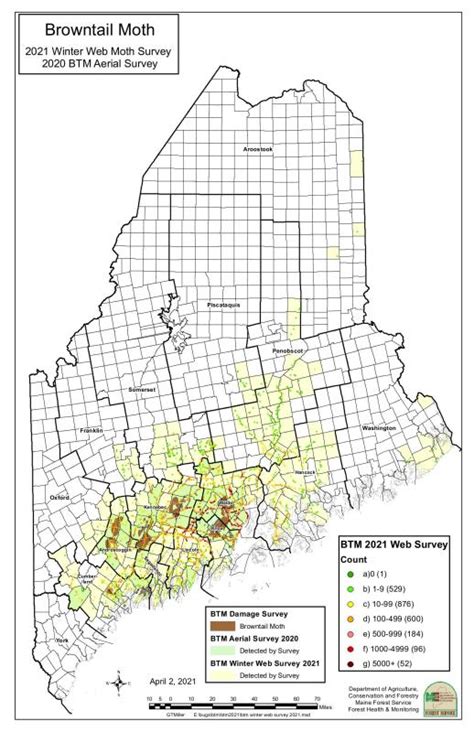 Summer of 2022: Will browntail moths be this bad again? | PenBay Pilot