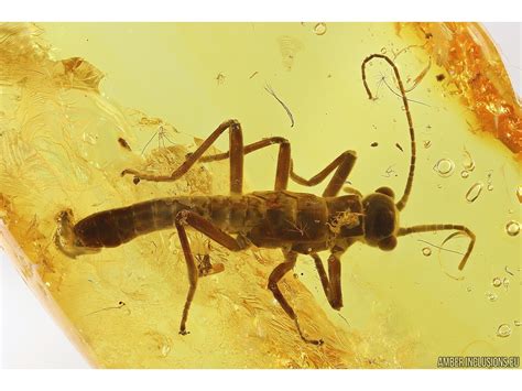 Rare Winged Walking stick Phasmatodea. Fossil inclusion in Baltic amber ...