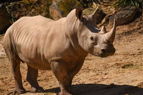 Southern White Rhinoceros | The Maryland Zoo