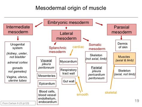 Mesoderm I