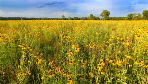 Climate in Temperate Grasslands | Sciencing