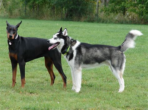 Doberman Pinscher Husky Mix | Dog Breed Information