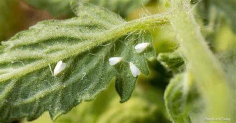 Tomato Whitefly: How To Get Rid Of Whiteflies On Tomatoes