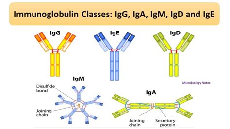 Immunoglobulin Classes: IgG, IgA, IgM, IgD and IgE - Microbiology Notes