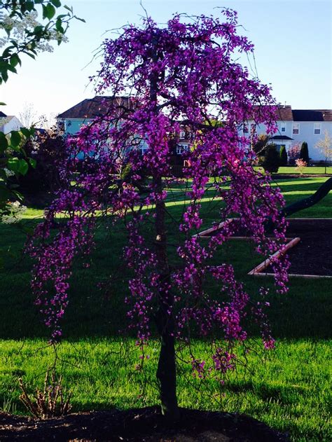 Weeping Redbud in bloom! | Garden shrubs, Ornamental trees landscaping ...