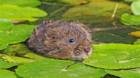 Water voles released in Trentham in attempt to revive species - BBC News