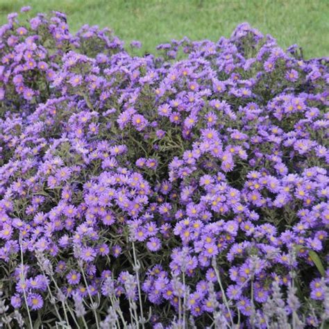 Aster KICKIN Lilac Blue - Buy Hardy Aster Perennials Online