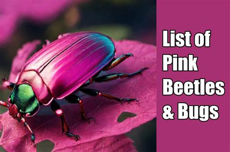 25 Enchanting Pink Beetles & Bugs | Secret Lives of Pink Insects