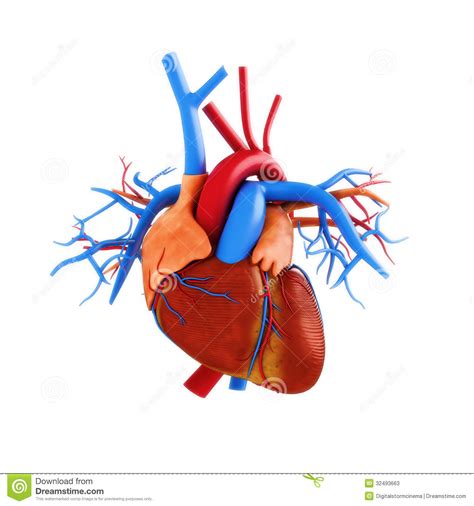 Anatomy Of Human Heart | MedicineBTG.com