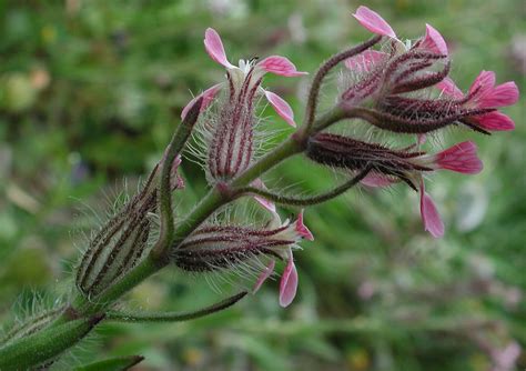 Flower Gallery :: Caryophyllaceae :: AAAA9399