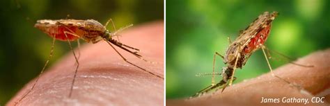 Malaria mosquitoes (Anopheles) – Biogents AG