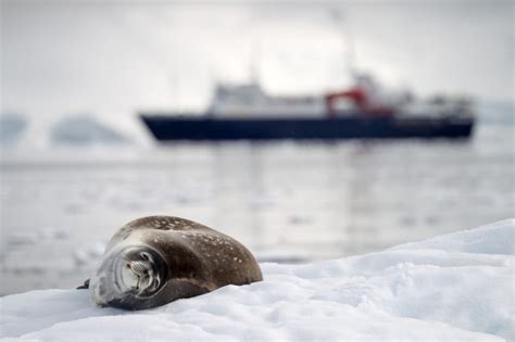 Foca de Weddell | Datos, fotos y más sobre Foca de Weddell