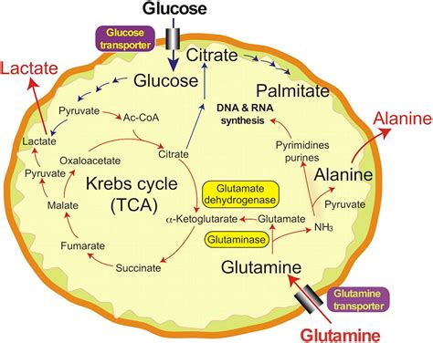 Metabolic Imaging of Glutamine in Cancer | Journal of Nuclear Medicine