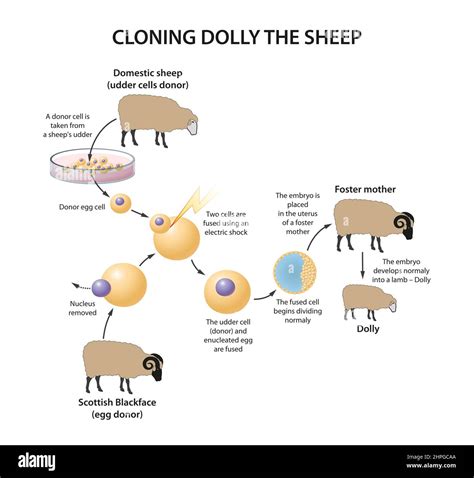 Cloning Dolly sheep illustration Stock Photo - Alamy