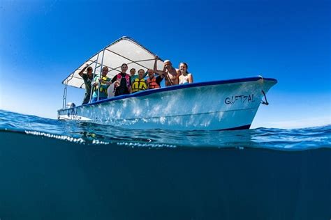 Whale Shark Snorkeling Tour In A Reduced Group With Local Marine Biologist