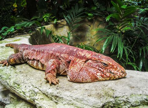 Red tegu | Red tegu lizard | Red tegu lizard for sale