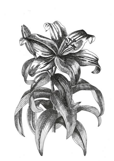 Stargazer Lily Drawing at PaintingValley.com | Explore collection of ...