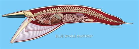 Baleen Whale Anatomy - Calm Water = Calm Whales, and the Reverse is ...